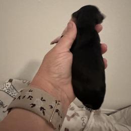 Lily - Piebald female Dachshund puppy in Pinellas Park, Florida from Chait Miniature Dachshunds