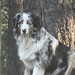 Josie - Australian Shepherd