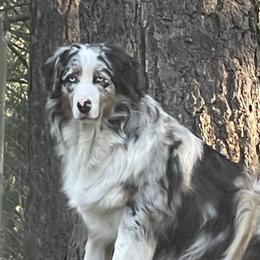 Josie - Australian Shepherd