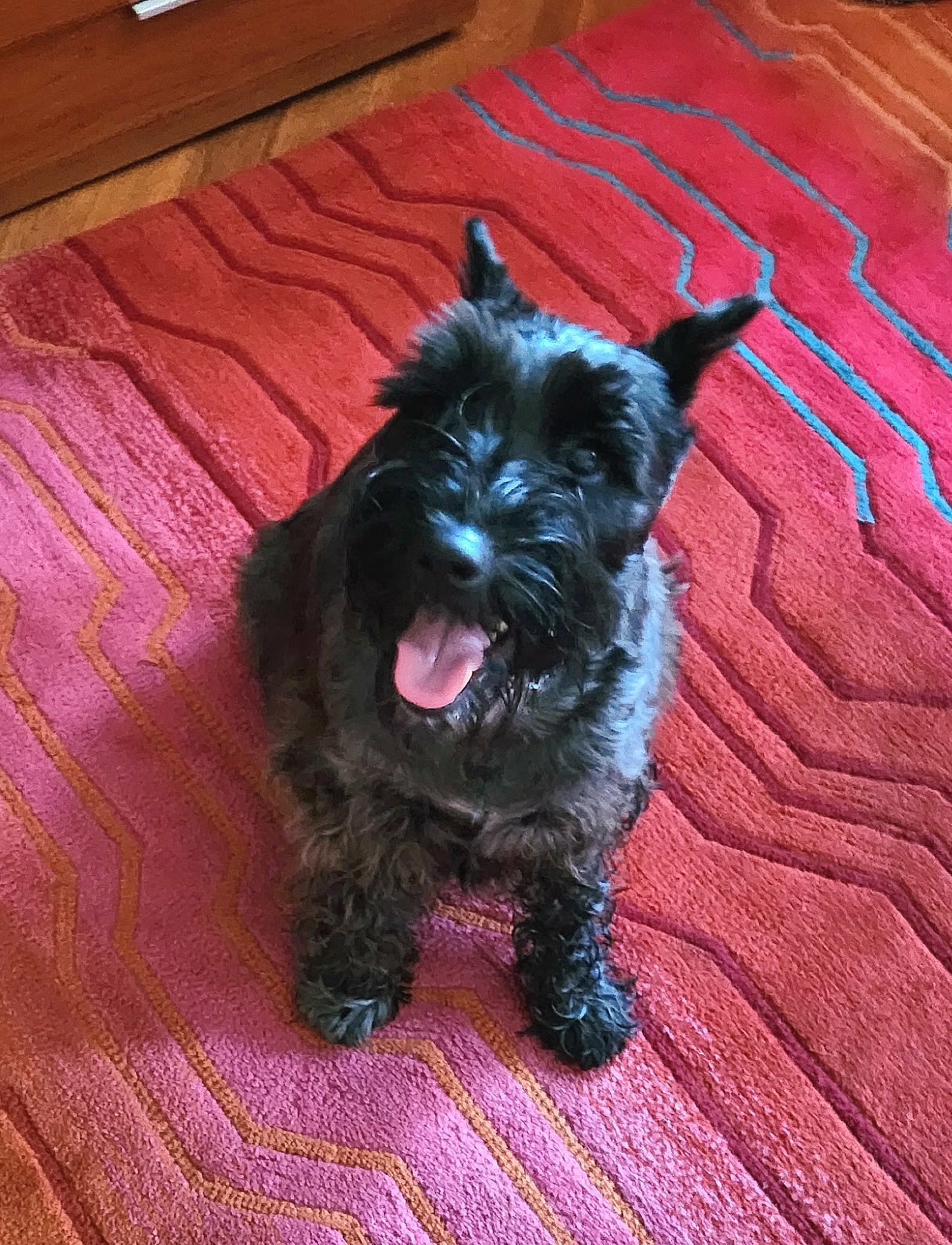 Miniature Schnauzer Puppies from Vyacheslav Pilosov