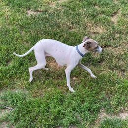 Ruth - Italian Greyhound