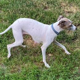 Ruth - Italian Greyhound
