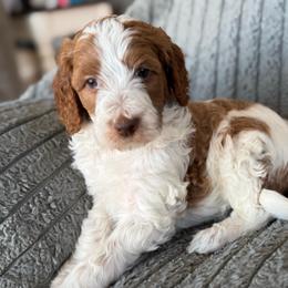 Paisley - Parti female Goldendoodle puppy in Maricopa, Arizona from AZ Designer Goldendoodles