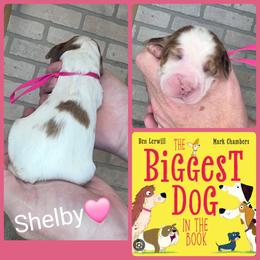 Shelby - White and liver female English Springer Spaniel puppy in Freeland, Michigan from McNally's Springer Spaniels