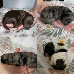 Cavapoo puppies from Hattie’s Texas Cavapoos
