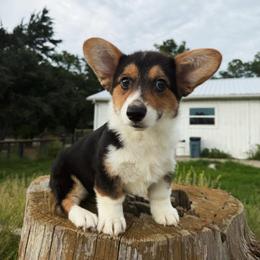Penny - Black and white female American Corgi puppy in Inverness, Florida from Canaan Farm Corgis
