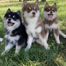 Pomsky Puppies from Prairie Paddock Pomskies