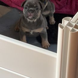 French Bulldog and Olde English Bulldogge Puppies from Uptop bulls kennel