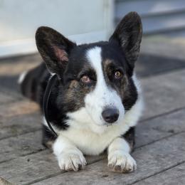 Cardigan Welsh Corgi puppies from Highplains Herders