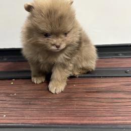 Hersey - Chocolate merle male Pomeranian puppy in Anchorage, Alaska from Arctic Pomeranians