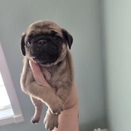 Bowser - Fawn male Pug puppy in Auburn, Kentucky from Prentice Family Pugs