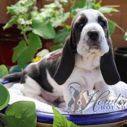 Clover - Blue and white female Basset Hound puppy in Surprise, Arizona from Howlin Hounds