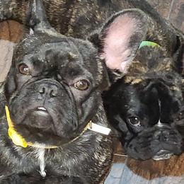 French Bulldogs from TRBC Frenchies