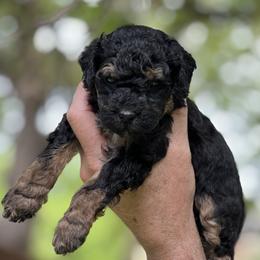 White - Phantom female Poodle puppy in Dallas, Texas from Infinity Poodles
