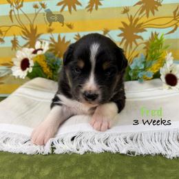 Fred - Black tri-color male Australian Shepherd puppy in El Dorado Springs, Missouri from OR Aussies