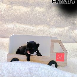 French Bulldog Puppies from FrenchieBnB