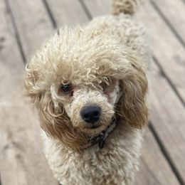 Lincoln - Poodle