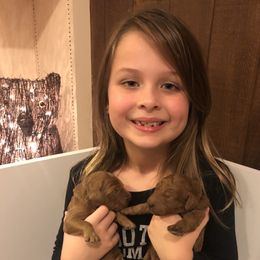 Goldendoodle Puppies from Cooley Doodles