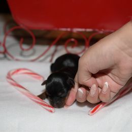 Boy 2 - Gold male Yorkshire Terrier puppy in Carmichael, California from Mckeever's Yorkies