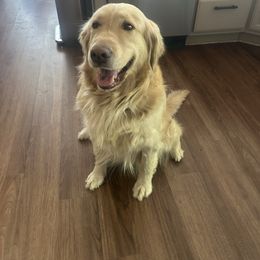 Delilah - Golden Retriever