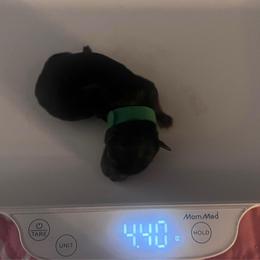 Green boy - Black and tan male Yorkshire Terrier puppy in Las Vegas, Nevada from Lala’s Pups