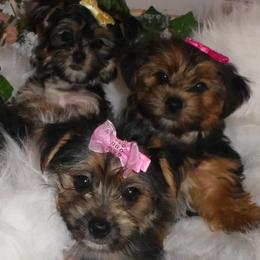 Morkies and Yorkshire Terriers from JoAnne Bergeron