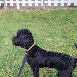 "Louise" iana - Black Goldendoodle puppy in Michigan from Happy Chaos Farm