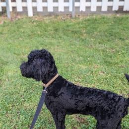 "Louise" iana - Black Goldendoodle puppy in Michigan from Happy Chaos Farm