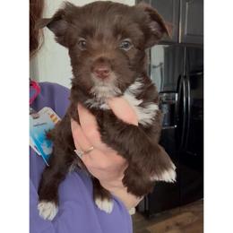 Hartley - Chocolate, tan and white female Yorkshire Terrier puppy in Waco, Texas from Betterthan Chocolate Yorkies