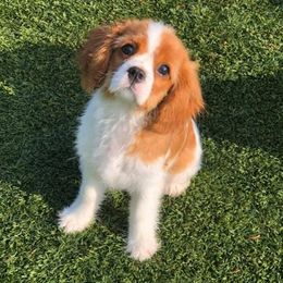 Cavalier King Charles Spaniels and Dachshunds from Mtn to Sea