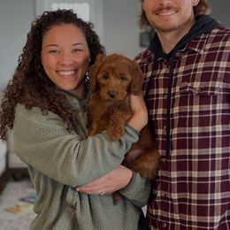 Bernedoodle and Goldendoodle Puppies from BrookeMarie’s Goldendoodle Love