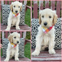 Goldendoodle Puppies from Puppy Paws Colorado