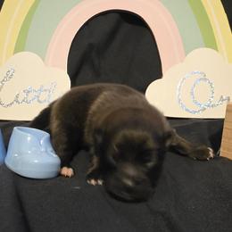 Frosty - Wolf sable male Pomeranian puppy in Sanford, Florida from Serena's Poms