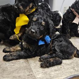 Jet Blue - Phantom male Bernedoodle puppy in Flat Rock, North Carolina from Sukisdoodles