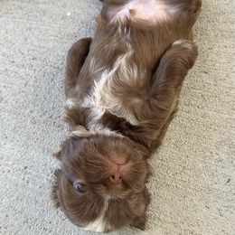 Shih Tzu All Grown Up from Hjo’s Pupdates