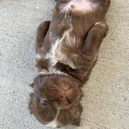 Shih Tzu All Grown Up from Hjo’s Pupdates