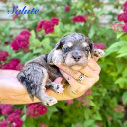 Salute - Merle male Bernedoodle puppy in Midland, Michigan from Northern Charm Farm