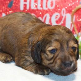 Josie - Red female Dachshund puppy in Bellville, Ohio from JK Mini Doxies