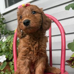 Marina - Red  female Goldendoodle puppy in Camden, North Carolina from Oopsie Doodles of NC