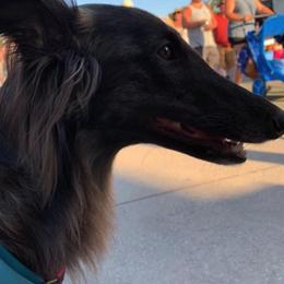 Silken Windhounds from Imperial Topaz Silkens