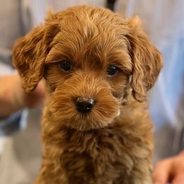 Cream Boy - Apricot male Australian Labradoodle puppy in Bend, Oregon from High Desert Labradoodles