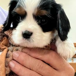 Boy2 - Tri-color male Cavalier King Charles Spaniel puppy in Woodruff, Wisconsin from Cutesy Cavaliers