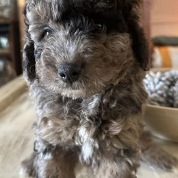 Aussiedoodles from Bluesprings Miniature Aussiedoodles