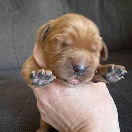Pink Collar - Dark golden female Golden Retriever puppy in Mountain Home, Idaho from Poppy's Garden Golden Retrievers