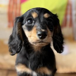 Athena - Black and tan female Dachshund puppy in Pflugerville, Texas from Dream A Dream Dachshunds