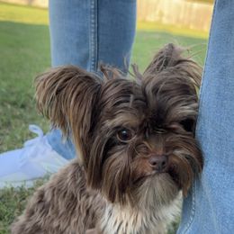 Bear - Yorkshire Terrier