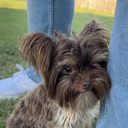 Bear - Yorkshire Terrier