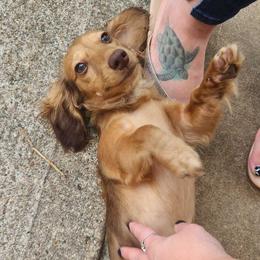 Hershey - Dachshund