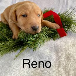 Reno - Yellow male Labrador Retriever puppy in Mineral, Virginia from Canine Assist