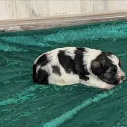Alabama - Parti male Miniature Schnauzer puppy in Lufkin, Texas from Texas Lil Cowdogs